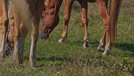 caballo masticando hierba en el hermoso campo