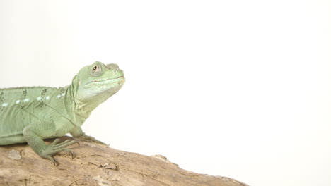 basilisk on white background with negative space - amazing lizard