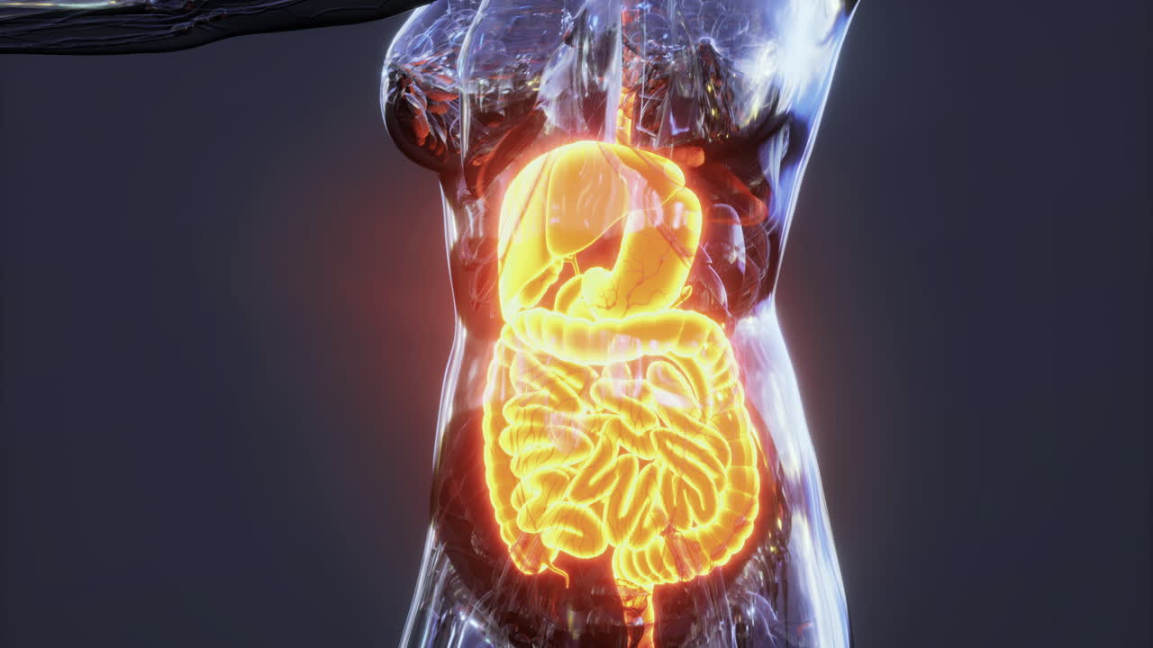 Detailed illustration of the human digestive system anatomy in vibrant colors