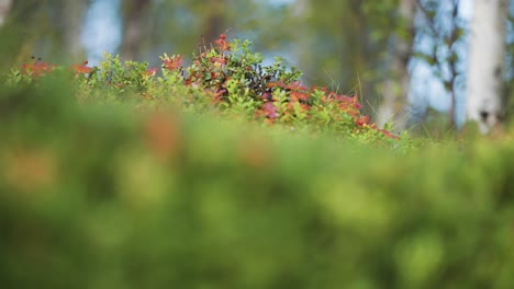 Toma-Panorámica-De-Pequeñas-Bayas-De-Pasto-En-El-Bosque-Natural-Noruego_profundidad-De-Campo