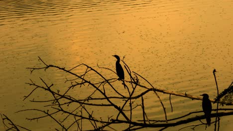 lonely bird sitting on a dry tree at waterfront in sunrise