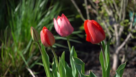 primavera, flor de tulipán rojo en el jardín - hermoso fondo de flores de tulipán rojo - vibrantes tulipanes rojos se balancean en una suave brisa primaveral