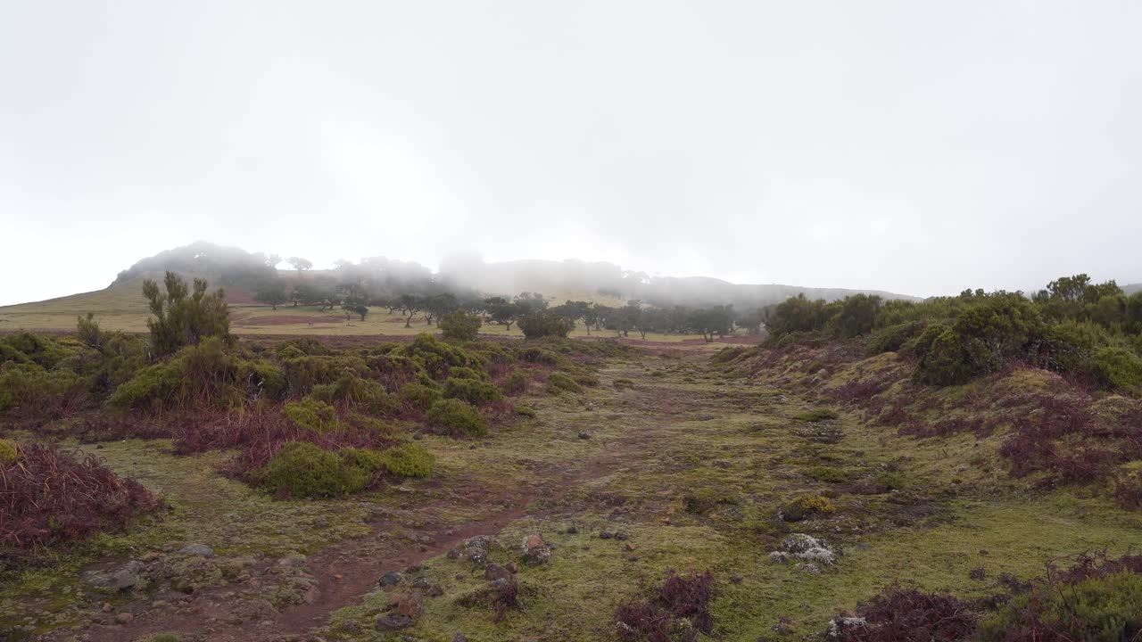 vista del bosque de laurisilva en un día de invierno, el bosque lluvioso de fanal madeira cubierto por un poco de niebla