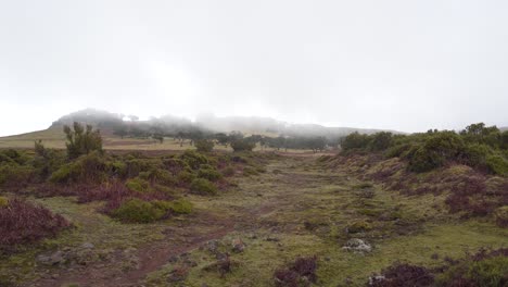 vista del bosque de laurisilva en un día de invierno, el bosque lluvioso de fanal madeira cubierto por un poco de niebla