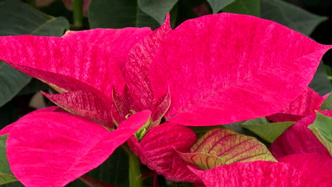close-up of red poinsettia leaves