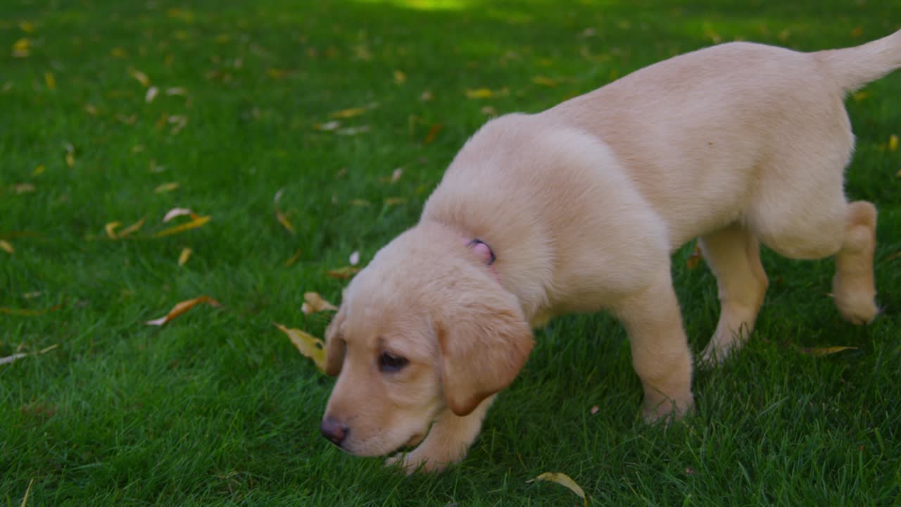 풀에서 놀고 있는 강아지.
