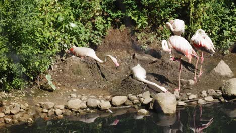 a flock of flamingoes sits on their ground nests