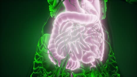 cuerpo humano con sistema digestivo visible