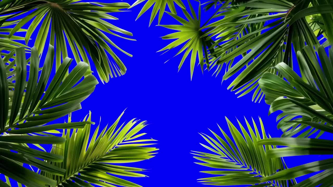 Green leaf border frame animation, transparent 4K video, green screen