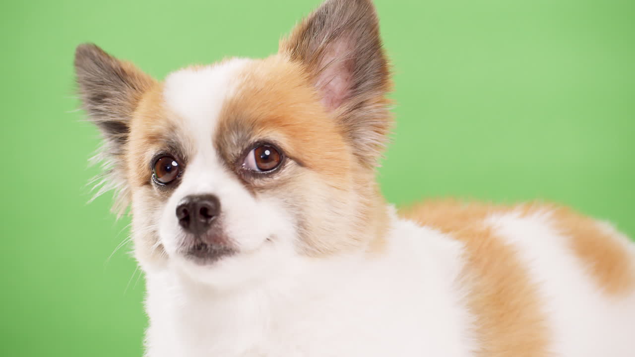cierre el video de un cervatillo en miniatura enérgico y saliente y un cachorro de perro blanco reclinado en una alfombra rosa mientras una pared verde sirve como fondo