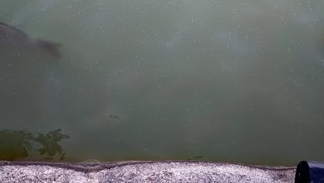 A-few-carp-swimming-in-line-by-the-side-of-a-pond,-close-to-the-surface-at-a-park