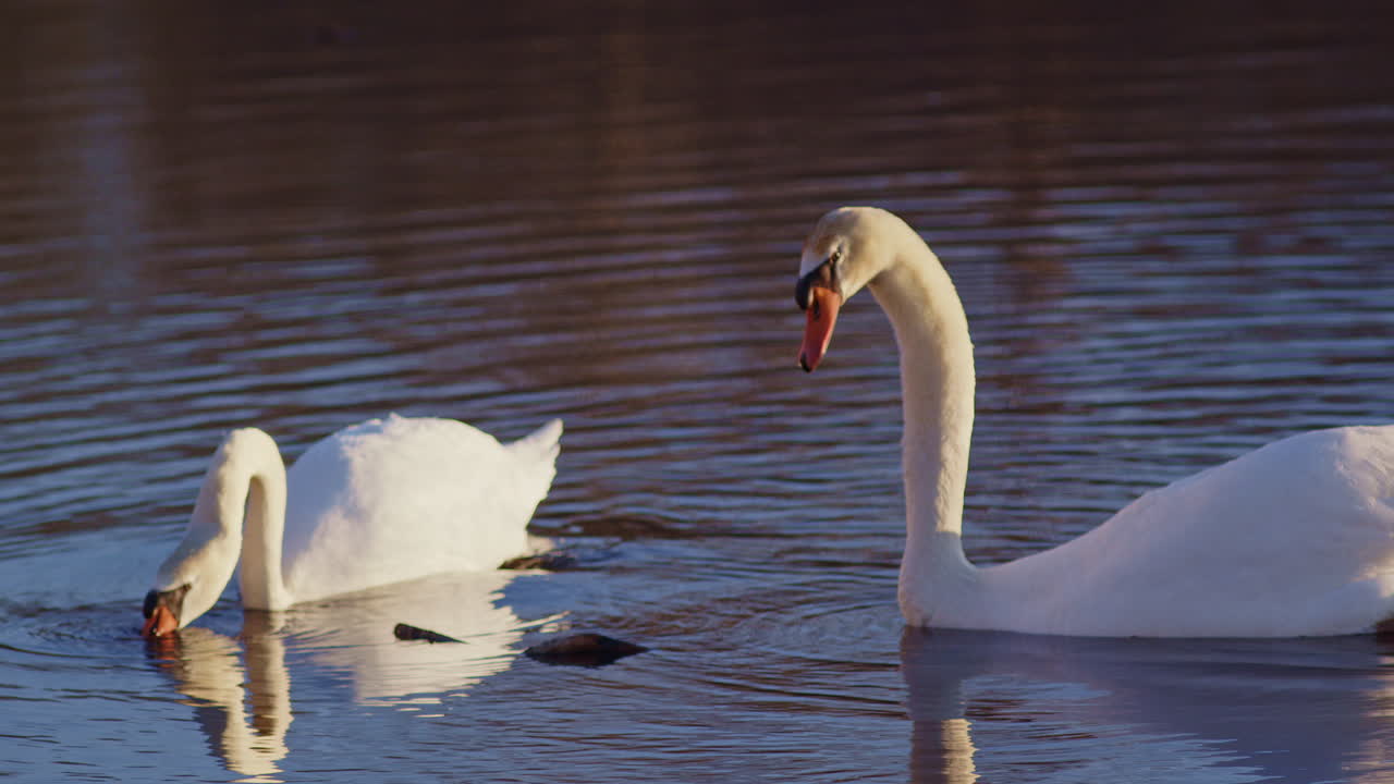 Dawn courtship of swans, elegantly portrayed in slow-motion cinema.
