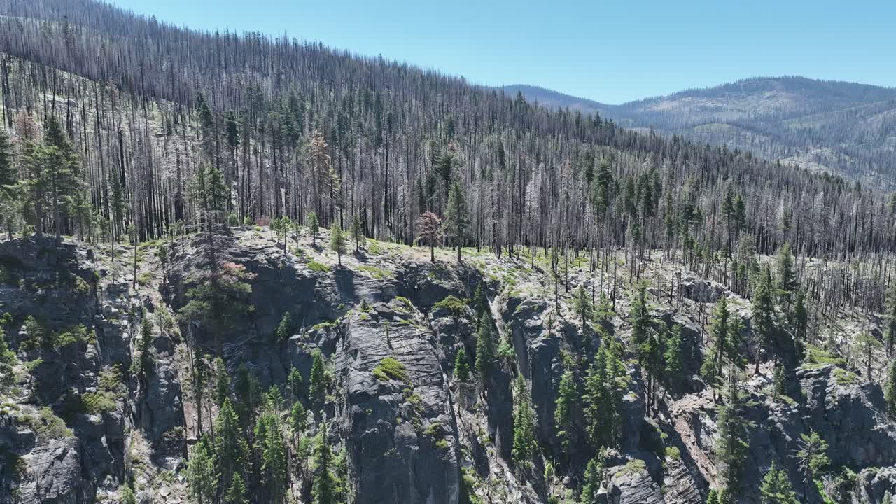 Trees Growing Back In Forest after Wildfire Burned Area