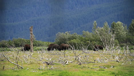 buffalo eat grass in field in alaska