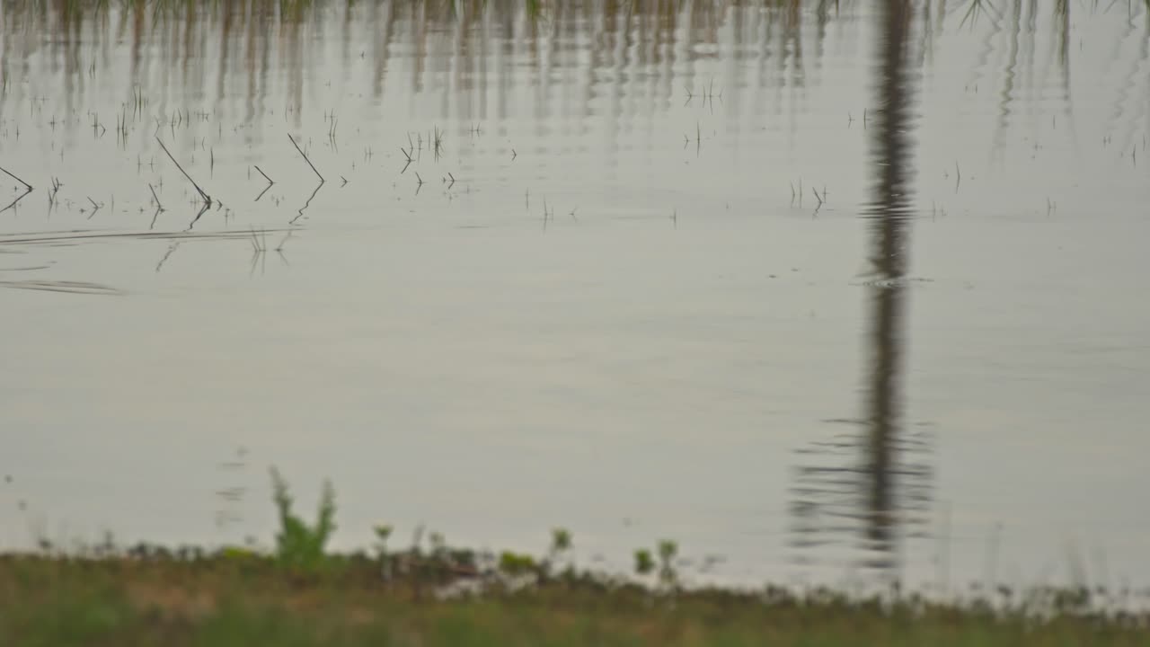A Tri Colored Heron passes through the frame 4K