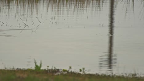 a tri colored heron passes through the frame 4k