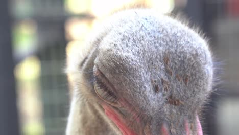 在鳥類保護區的野生動物公園, 一隻疲倦的普通<unk> (struthio camelus) 的近距離拍攝, 頭上的羽毛有薄薄的羽毛,