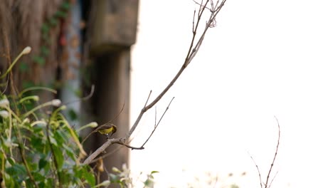 The-Golden-Bellied-Gerygone-Perched-On-A-Branch-Of-Tree---medium-shot