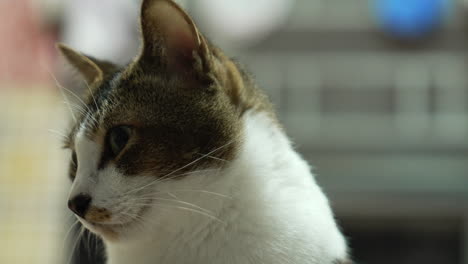 lindo gatito en el suelo expresión y confusión