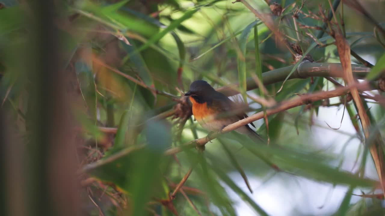 A migrant Chinese-blue flycatcher perching on the bamboo twigs above the ground, hidden behind the leaves while being swayed by the wind