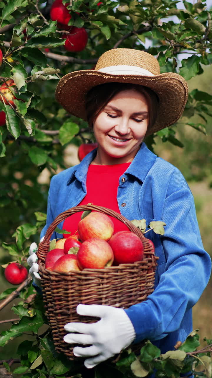 Harvesting apple crop on beautiful sunny day. Young smiling lady in hat and gloves has gathered a full basket of ripe fruit in orchard. Vertical video