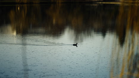 Slow-motion-shot-of-a-small-bird-swimming-through-a-small-river-during-golden-hour