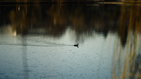 slow motion shot of a small bird swimming through a small river during golden hour