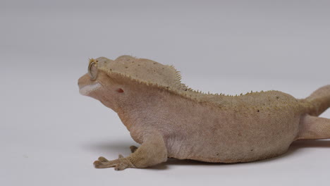 crested gecko isolated on white background - viewing geckos head crest from behind