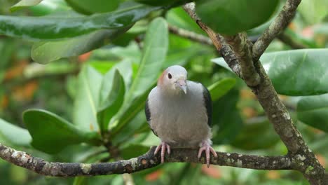 Wild-green-imperial-pigeon,-ducula-aenea-perching-on-tree-branch,-roosting-under-canopy,-curiously-wondering-around-its-surrounding-environment,-close-up-shot