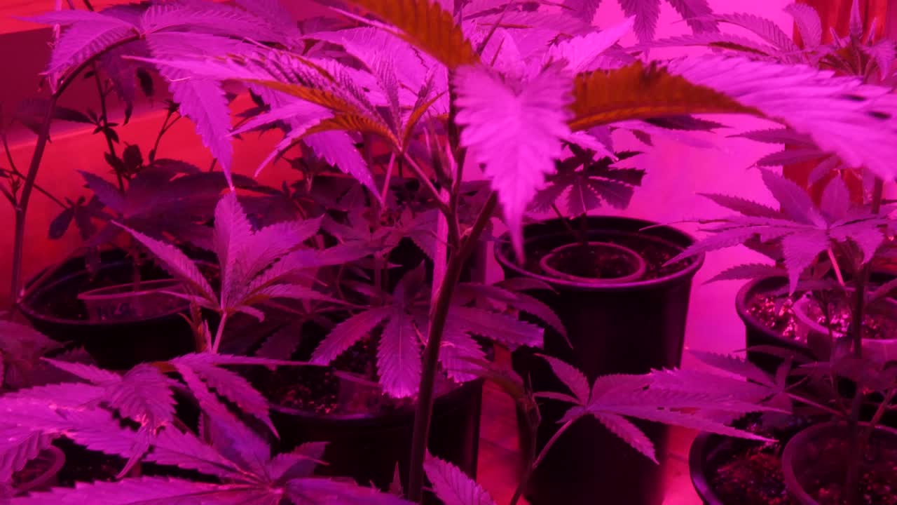 Many young small marijuana plants growing indoor under purple lights. The cannabis plants are still in the vegetative state. Camera moves from right to left.