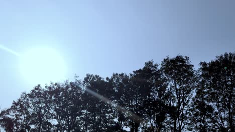glorious sun shining brightly over lush forest canopy against clear blue sky. peaceful and vibrant view of perfect nature, climate and outdoor.