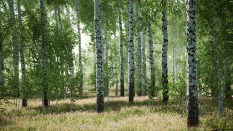 bosque de abedules a la luz del sol por la mañana