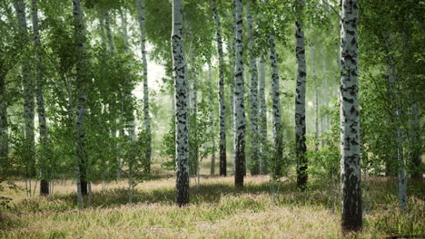 birch forest in sunlight in the morning