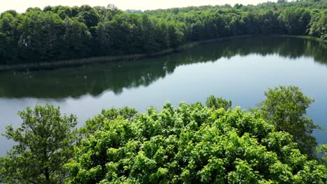 drone view of a lake emerging from behind the trees