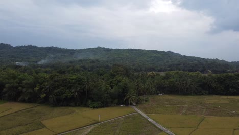 Drone-over-yellow-wheat-rice-plantation-and-the-rest-of-the-harvest-field