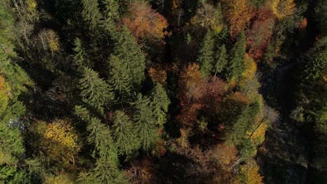 Luft-Von-Oben-Nach-Unten-Fliegen-über-Herbstliche-Waldwälder-Bäume-In-Vorauen,-Schweiz