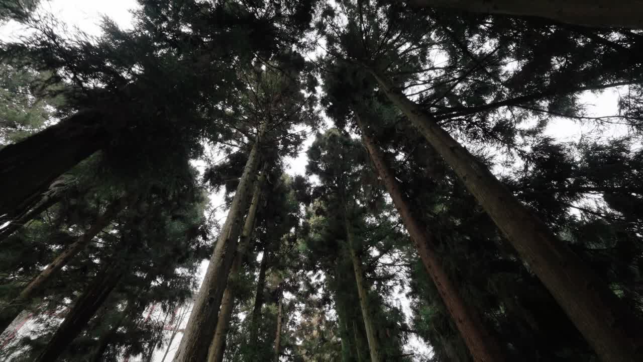 Guardando in alto verso alti pini che formano una fitta chioma verde contro il cielo nelle montagne boscose del Parco Nazionale di Zhangjiajie