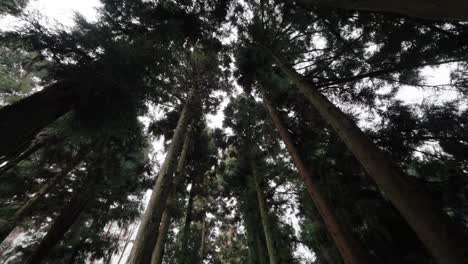 looking up at tall pine trees forming a dense green canopy against the sky in the forested mountains of zhangjiajie national park