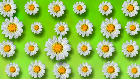 beautiful summer animated floral background