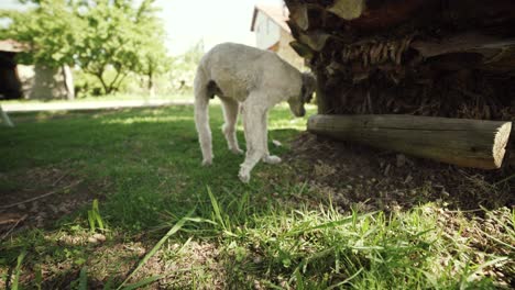 Perro-Gris-Adoptado-Explorando-Un-Gran-Patio-Trasero