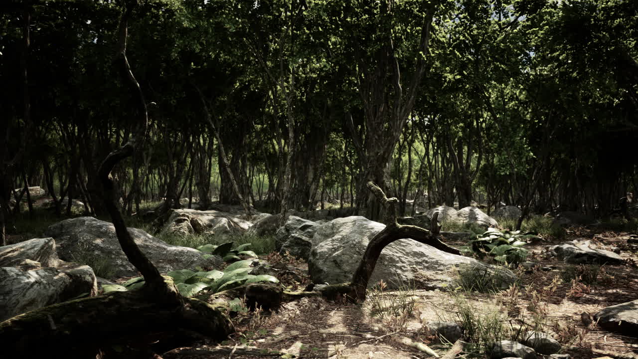 raíces de un árbol en un bosque brumoso