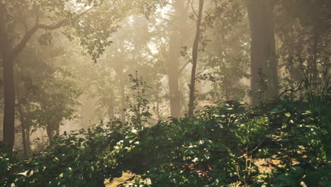 Schöner-Morgen-Im-Wald