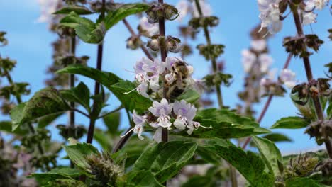 closeup of native australian bee collecting nectar from holy basil flowers in garden. static shot