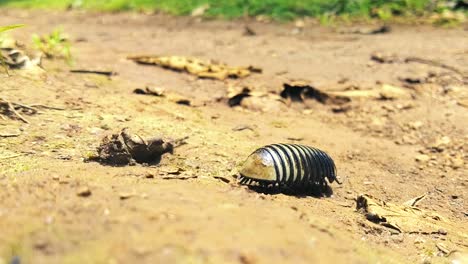 un pequeño insecto con muchas secciones del cuerpo y varias patas diminutas se arrastra por la tierra desnuda alejándose de la cámara