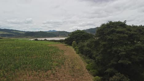 Campo-De-Maiz,-Vuelo-Sobre-La-Crema-De-Tallos-De-Maiz,-Excelente-Crecimiento,-Buena-Cosecha-De-Maiz,-Maduracion-Del-Maizal