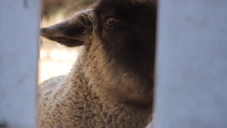 sheep passes by fence on farm in the fall