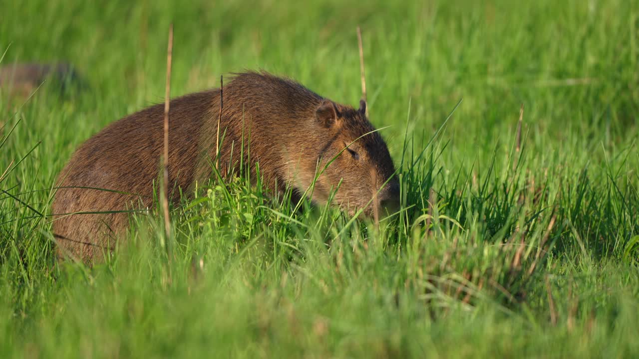 Capybara foraging in dense green grass, Ibera National Park, Corrientes, Argentina