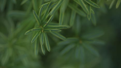 closeup shot of leaves on a evergreen shrub, macro