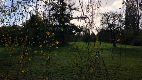 Vista-Desde-Debajo-Del-árbol-De-Otoño