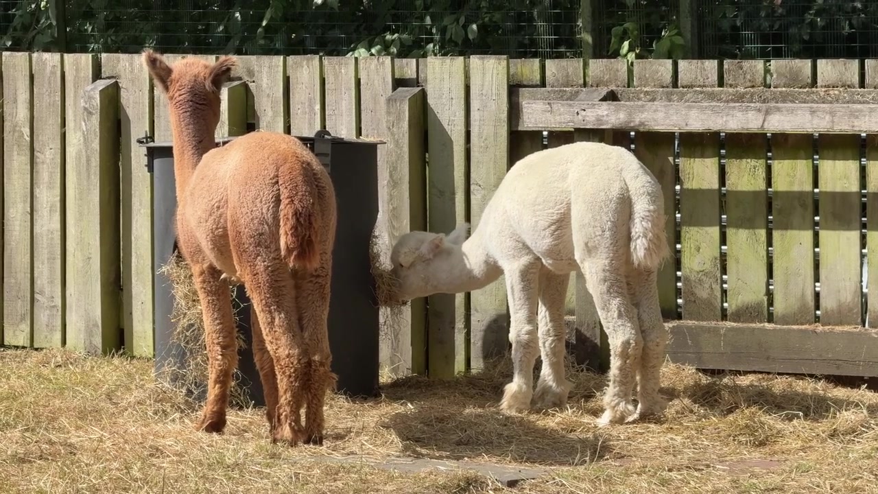 Groep alpaca's die samen staan in een boerenweide in landelijk Engeland